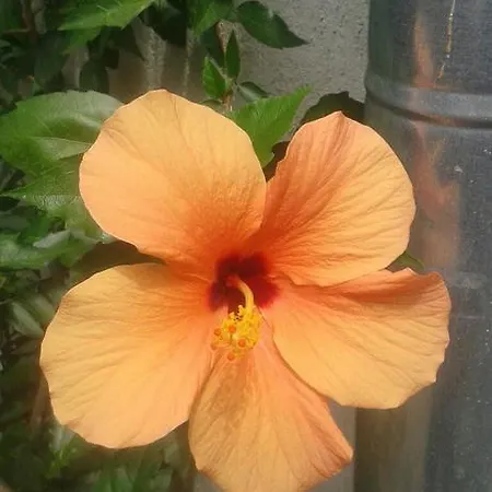 Prestige بيت ضيافة سينيموريتس