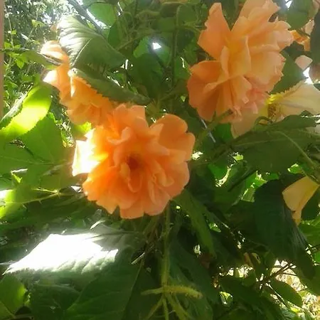 بيت ضيافة Prestige 3*