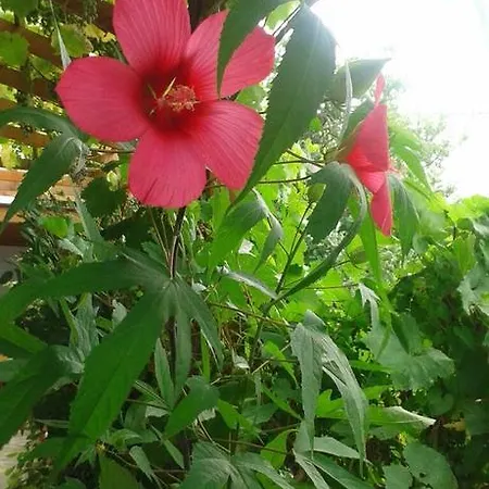 Prestige 3* سينيموريتس