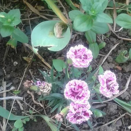 Prestige بيت ضيافة سينيموريتس