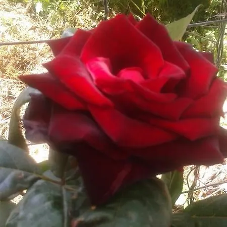 بيت ضيافة Prestige سينيموريتس