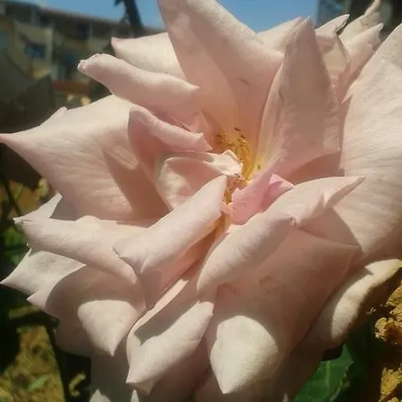 بيت ضيافة Prestige 3*