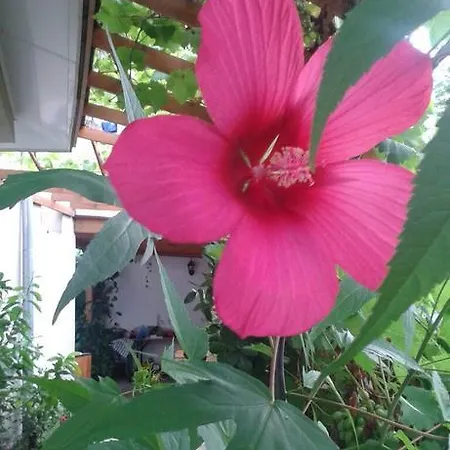 بيت ضيافة Prestige سينيموريتس