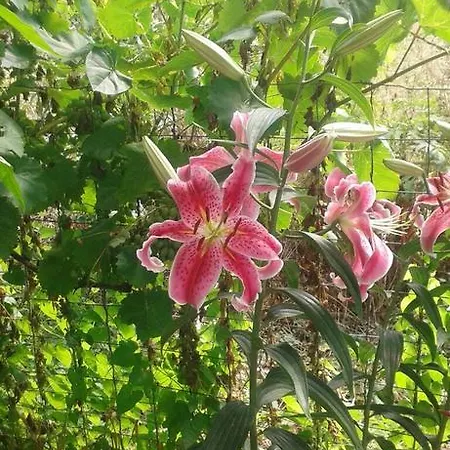 Prestige بيت ضيافة