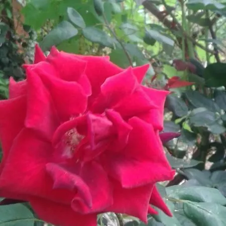 Prestige بيت ضيافة