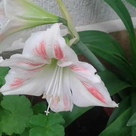 Prestige سينيموريتس