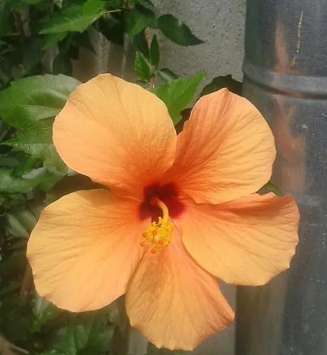 Prestige Къща за гости Синеморец