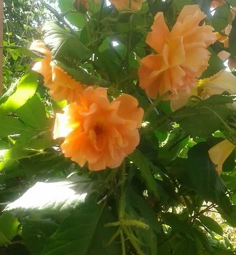 Къща за гости Prestige 3*