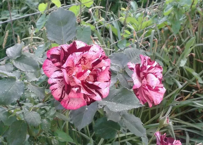 Къща за гости Prestige Синеморец