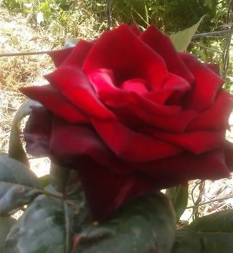 Къща за гости Prestige Синеморец