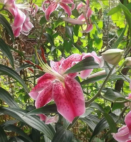 Prestige Синеморец