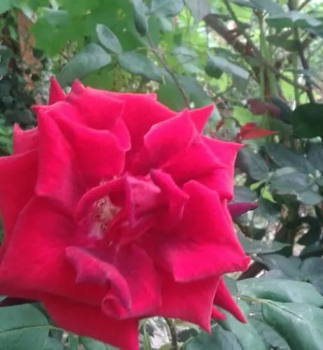 Prestige Къща за гости