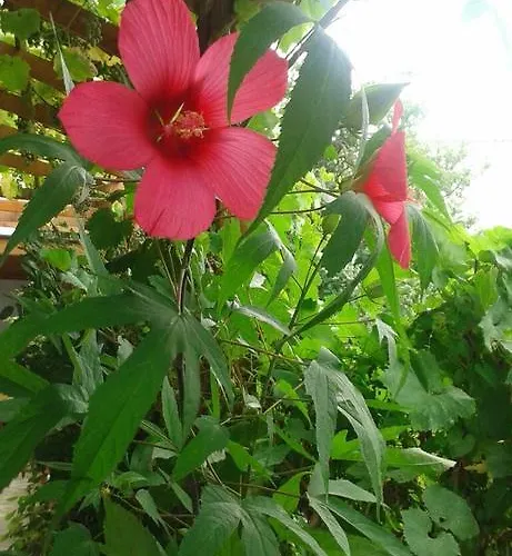 Prestige 3* Синеморец