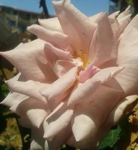 Къща за гости Prestige 3*