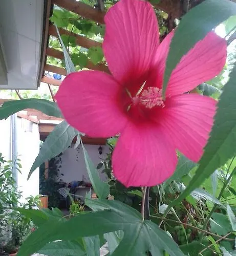 Къща за гости Prestige Синеморец