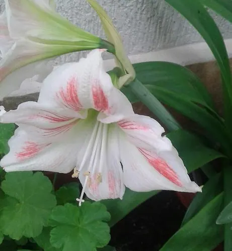 Prestige Синеморец